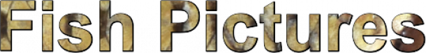 Click here for the fish pictures